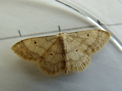Small Fanfooted Wave